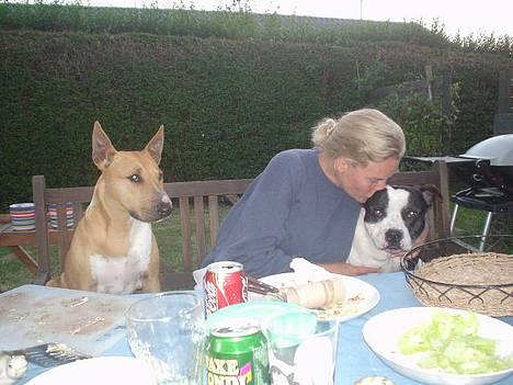 Blanding af racer bella billede 14