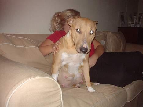 Blanding af racer bella billede 15