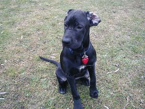 Blanding af racer Mea - Se min nye halskæde.. billede 10