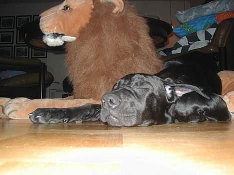 Blanding af racer Mea - Lad` mig nu være..!jeg tar lige en slapper.. billede 11