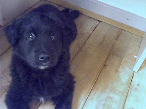 Blanding af racer Mads - gider ikke alle de billeder jeg vil sove lidt okay????? billede 1