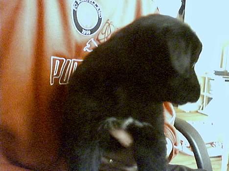 Blanding af racer Mads - her er jeg 8 uger gammel og jeg kan godt li at sidde ved min far.... også selvom at han er midtjylland fan... FCK FCK FCK... billede 2