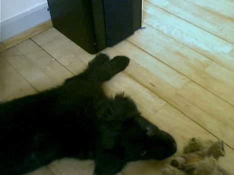 Blanding af racer Mads - kys kys kys kys kys.... billede 3