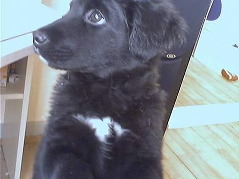 Blanding af racer Mads - ignorer ignorer ignorer........ billede 4