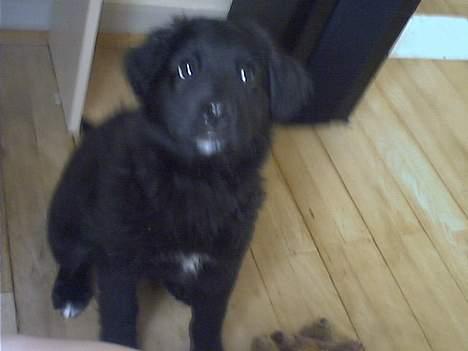 Blanding af racer Mads - giv mig nu det mad for H...... billede 5