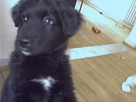 Blanding af racer Mads - Hmm gad vide hvordan jeg får fat i de frikadeller i køleskabet..... tænke tænke.. billede 6