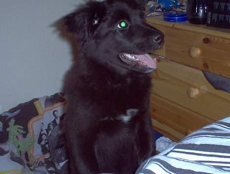 Blanding af racer Mads - er i sikker på at vi ikke lige skal lege lidt mere inden i skal sove... billede 8