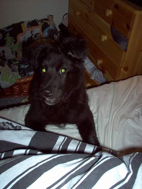 Blanding af racer Mads - jeg tager mors plads så kan hun ikke komme i seng... ha ha ha billede 9