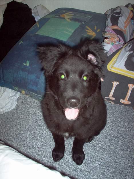 Blanding af racer Mads - hvorfor skal vi sove nu..... billede 10