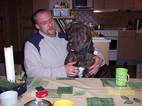 Amerikansk bulldog bambi  - jo jo han tror skam stadig han er en lille skødehund billede 1