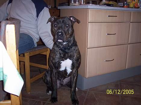 Amerikansk bulldog bambi  billede 2