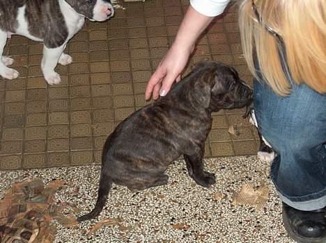 Amerikansk bulldog bambi  - ca 6 uger gammel billede 3