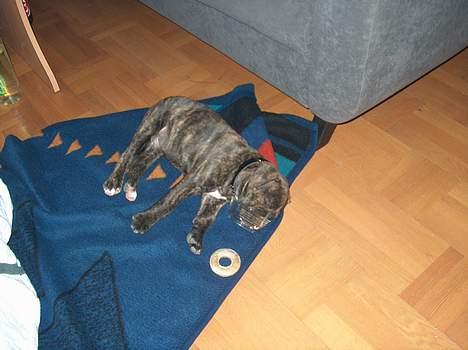 Amerikansk bulldog bambi  - her er han lige ankommet til sit nye hjem efter en lettere hektisk dag billede 4