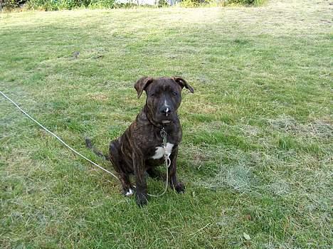 Amerikansk bulldog bambi  billede 5