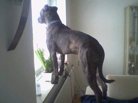 Amerikansk bulldog bambi  - det gælder jo om at holde øje med det hele og lidt til helst gerne billede 6