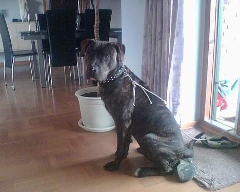 Amerikansk bulldog bambi  billede 7