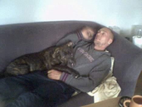 Amerikansk bulldog bambi  - hygge stund med "far" billede 8