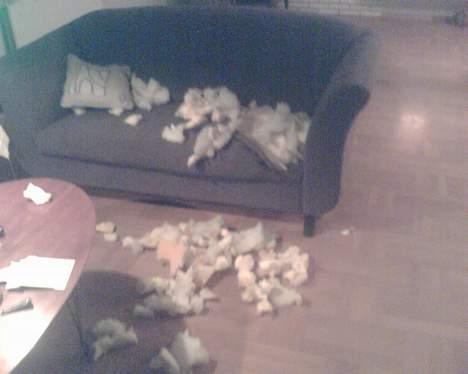 Amerikansk bulldog bambi  - ingen kommentar.... billede 9