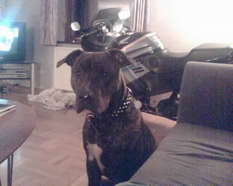 Amerikansk bulldog bambi  billede 10