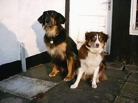 Australian shepherd Fie - Centa, var min bedste ven, og trofaste støtte, gennem mine første år billede 13