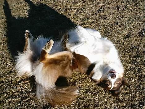 Australian shepherd Fie - Man bliver da aldrig for gammel, til en rigtig pjanketur.... Vel ?? billede 14