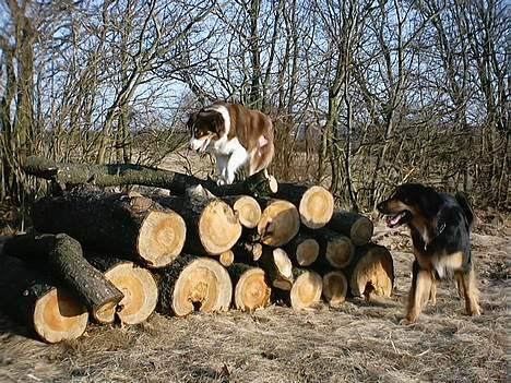 Australian shepherd Fie - Farmand, var det ikke dig der efterlyste noget brænde ? .. Se hvad jeg har fundet billede 15