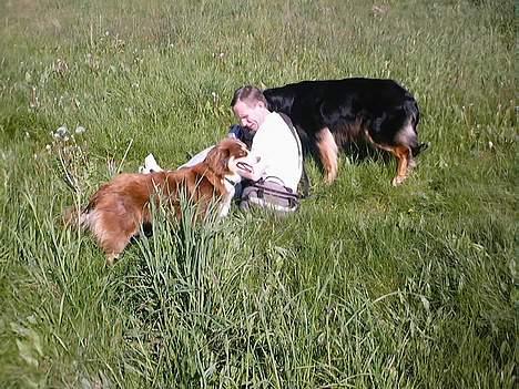 Australian shepherd Fie - Far ved det ikke endnu, men vi har lidt lumske planer, og Mor dokumenterer dem :-)) billede 16