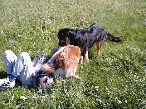 Australian shepherd Fie - Fik dig Far.... Du er jordet :-)) billede 17