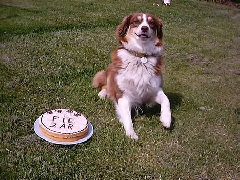 Australian shepherd Fie - Nåh ja, 2 år, og hva´ så... Er det noget at skabe sig over ?? billede 18