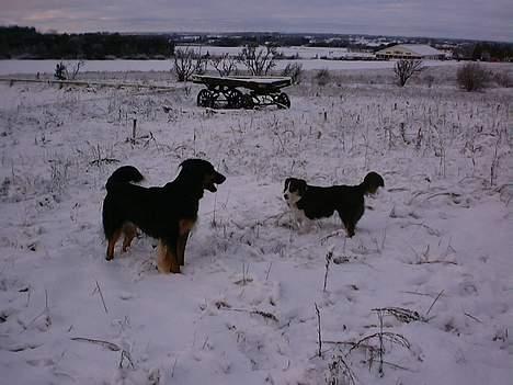 Australian shepherd Fie - Lækkert område, vi havde til de daglige lufteture, ikke sandt ?? billede 20