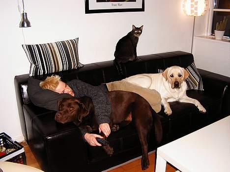 Labrador retriever Anton / Korols Bufas billede 13
