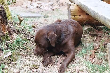 Labrador retriever Anton / Korols Bufas billede 14