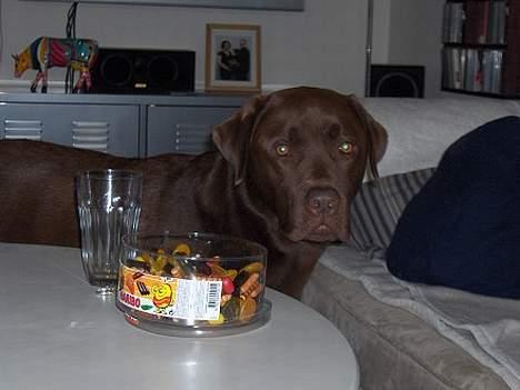 Labrador retriever Anton / Korols Bufas billede 15