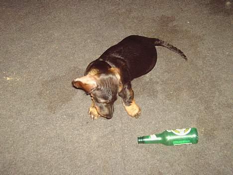 Gravhund member - hvad er det ?  billede 11