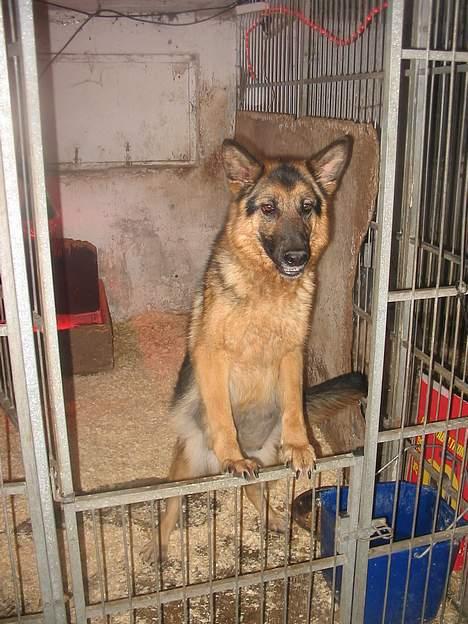 Schæferhund Sonto´s  Kira  (pensionist ) - Hej :-) er det her jeg skal være når jeg skal føde ??? kira den 23-2-06 se hendes tykke mave billede 11