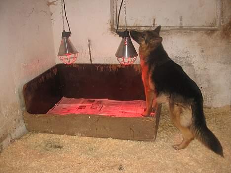 Schæferhund Sonto´s  Kira  (pensionist ) - Kira ved sin føde kasse 23-2-06 billede 12