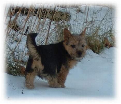 Norwich terrier Ru'cairn's Elâmâ On Lady  - Den første sne, det er godt nok lidt koldt billede 3