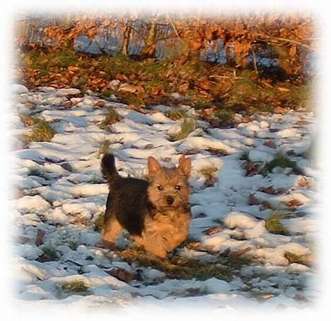 Norwich terrier Ru'cairn's Elâmâ On Lady  - En dejlig vinterdag i haven. billede 4