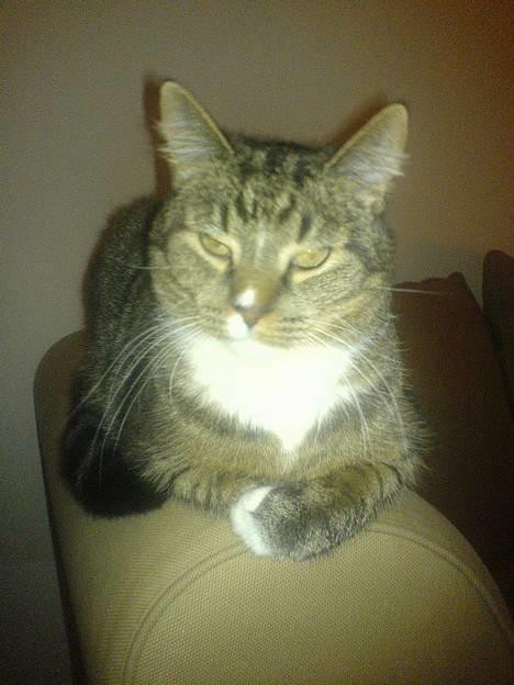 Chihuahua mingus - min dejlige legekammerat (som dog er 3 gange større end mig) elsker og drille hende billede 12