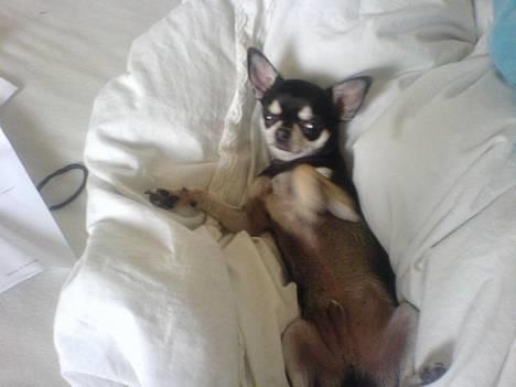 Chihuahua mingus - se lige mig elsker altså bare jeres dyner  billede 13