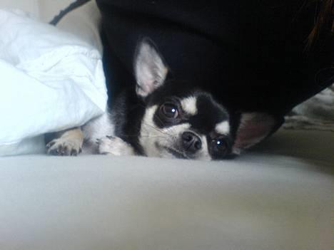 Chihuahua mingus - mors seng er nu den bedste. billede 14