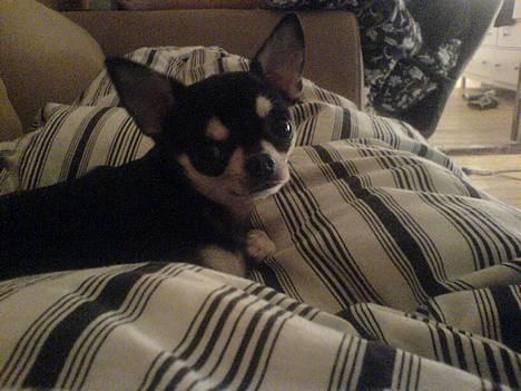 Chihuahua mingus - eeelsker og putte i min mors dyne billede 15