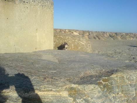 Chihuahua mingus - gemmer mig altid bag de her store sten ;) så min mor "ikke" kan se mig billede 16