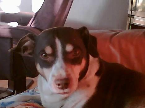 Dansk svensk gaardhund Piet - Mmmh.. lækre damer herinde på galleriet :-P billede 1