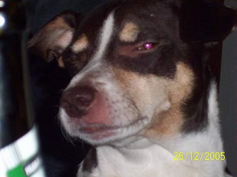 Dansk svensk gaardhund Piet - Hva? sagde du noget? zzzz... billede 2