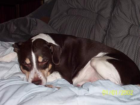 Dansk svensk gaardhund Piet - Zzzz... hele dagen, hele tiden.. billede 3