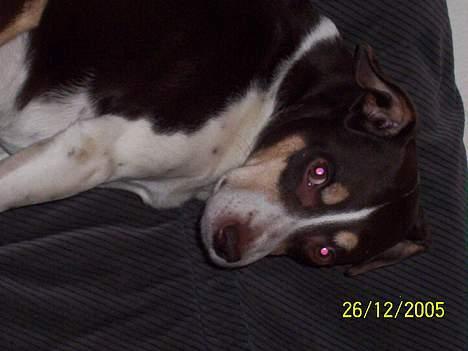 Dansk svensk gaardhund Piet - Hvis der ikke er mad, der ikke er udsigt for at gå tur, jeg ikke kan jagte kaniner eller blive klappet,.. jamen så kan man da lige så godt tage en lur, ikke? billede 4