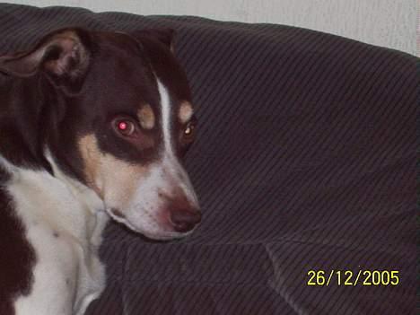 Dansk svensk gaardhund Piet - ..o( skal holde mig vågen, skal hole mig vågen.. skal.. zzzz.. )o... billede 5