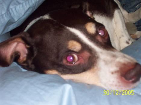 Dansk svensk gaardhund Piet - Hva nu? billede 6