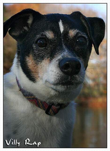 Dansk svensk gaardhund Villy Rap ¤ 22 febr.2006¤ - mindebillede. taget af Swanmodels, May-britt billede 15